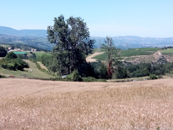 le bosquet de profile